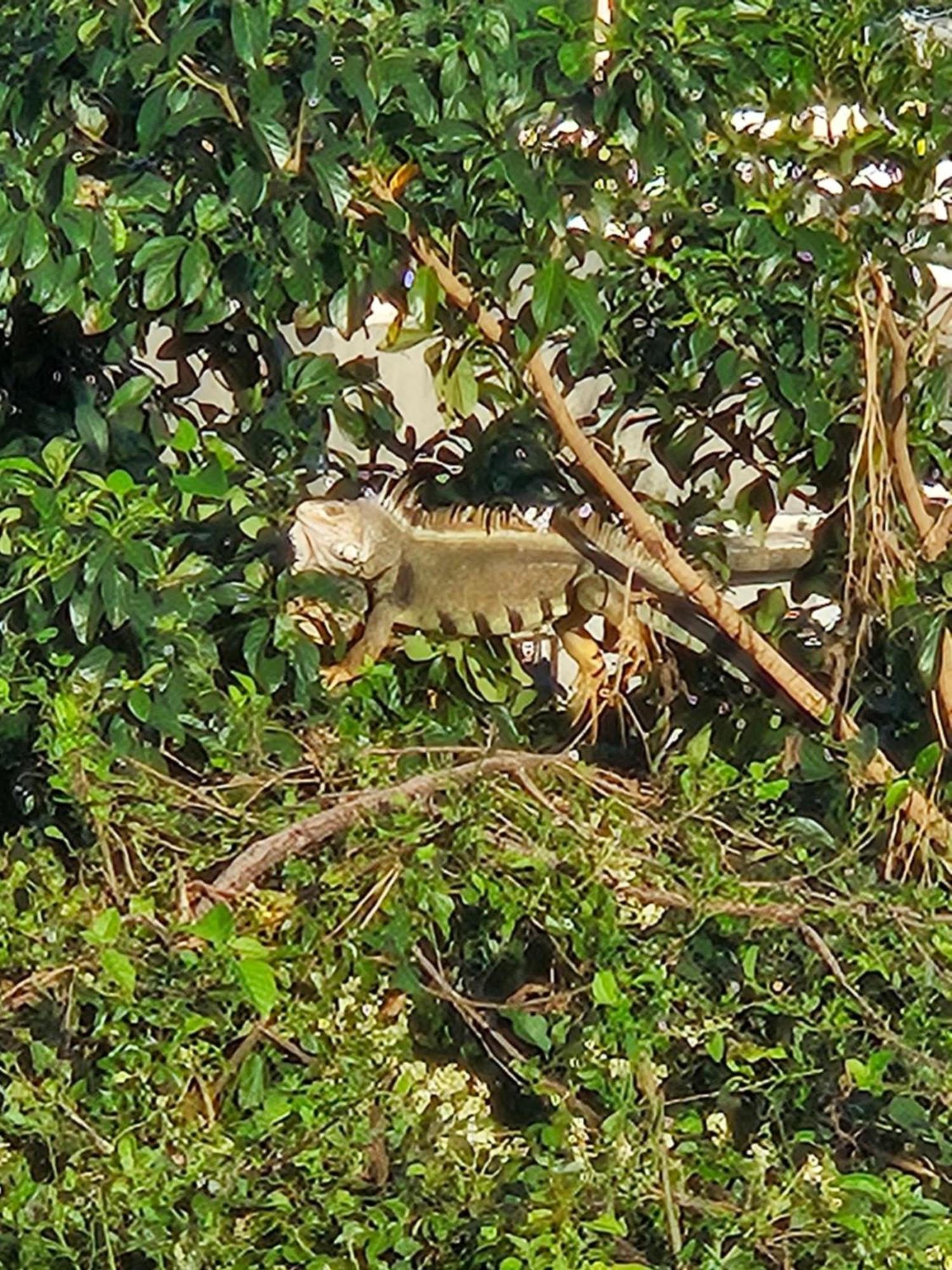 Casa Aramana Villa Vieques Eksteriør billede